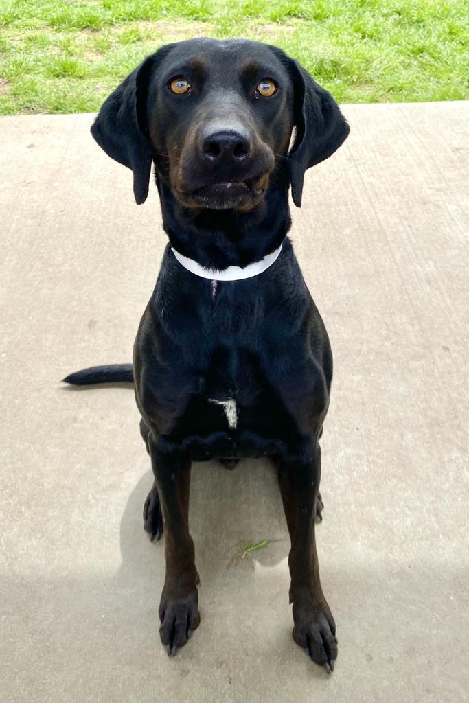 Samantha, an adoptable Labrador Retriever, Coonhound in Albany, GA, 31706 | Photo Image 6