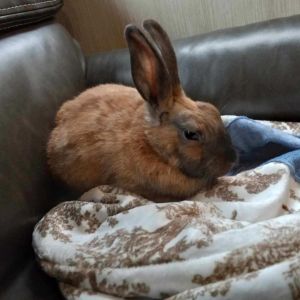 Meet Ren a young adorable rabbit who is seeking a forever home filled with love and plenty of trea