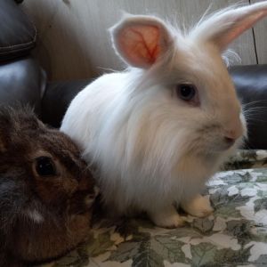 Meet Gingerbread and Daisy two beautiful Lionhead rabbits who are a mother-daughter bonded pair and