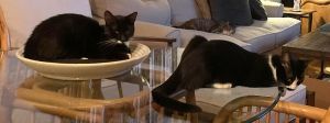 Johnny Cash and June - 2 Sweet Shy Juvie Tuxedo Kitties for Adopting Currently in Foster Contact 
