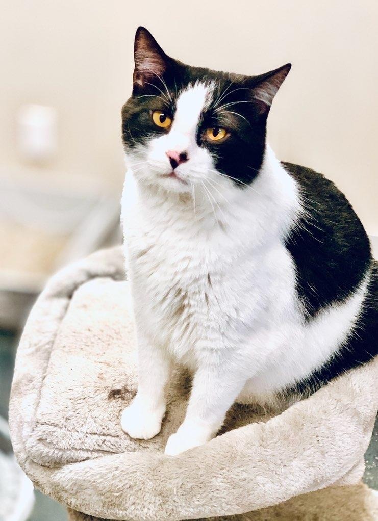 Saffron, an adoptable Domestic Short Hair in Algona, IA, 50511 | Photo Image 1