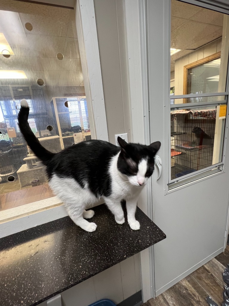 Saffron, an adoptable Domestic Short Hair in Algona, IA, 50511 | Photo Image 6