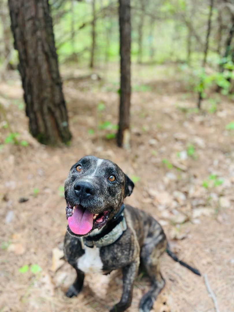 Dog for adoption - Gronk, a Pit Bull Terrier in Indianapolis, IN