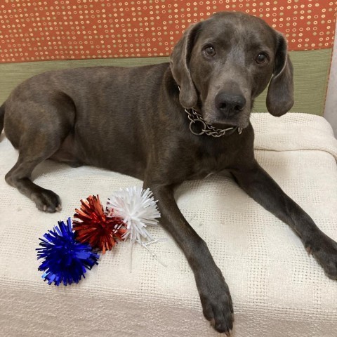 Hodges, an adoptable Mixed Breed in Ballston Spa, NY, 12020 | Photo Image 1