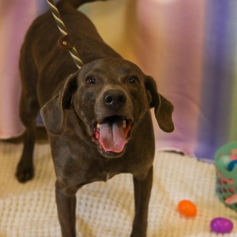 Hodges, an adoptable Mixed Breed in Ballston Spa, NY, 12020 | Photo Image 2