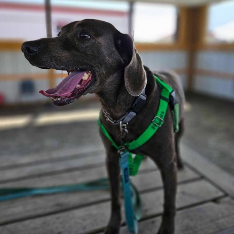 Hodges, an adoptable Mixed Breed in Ballston Spa, NY, 12020 | Photo Image 3