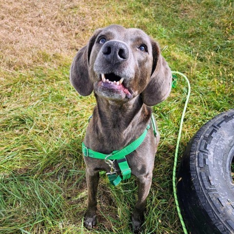 Hodges, an adoptable Mixed Breed in Ballston Spa, NY, 12020 | Photo Image 5