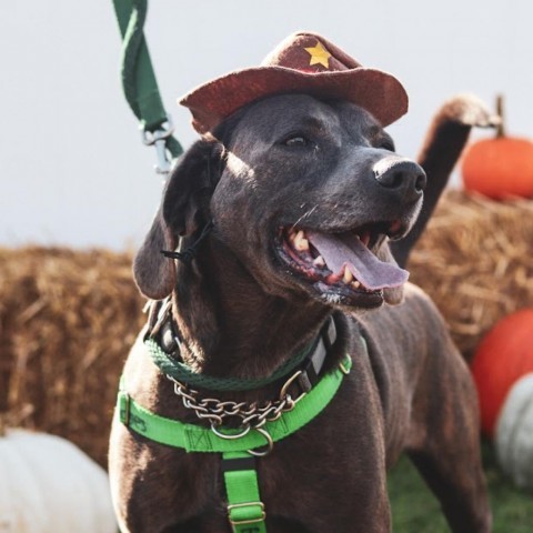 Hodges, an adoptable Mixed Breed in Ballston Spa, NY, 12020 | Photo Image 6