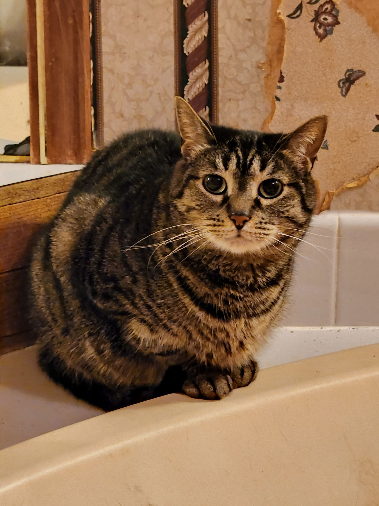 Cinnamon