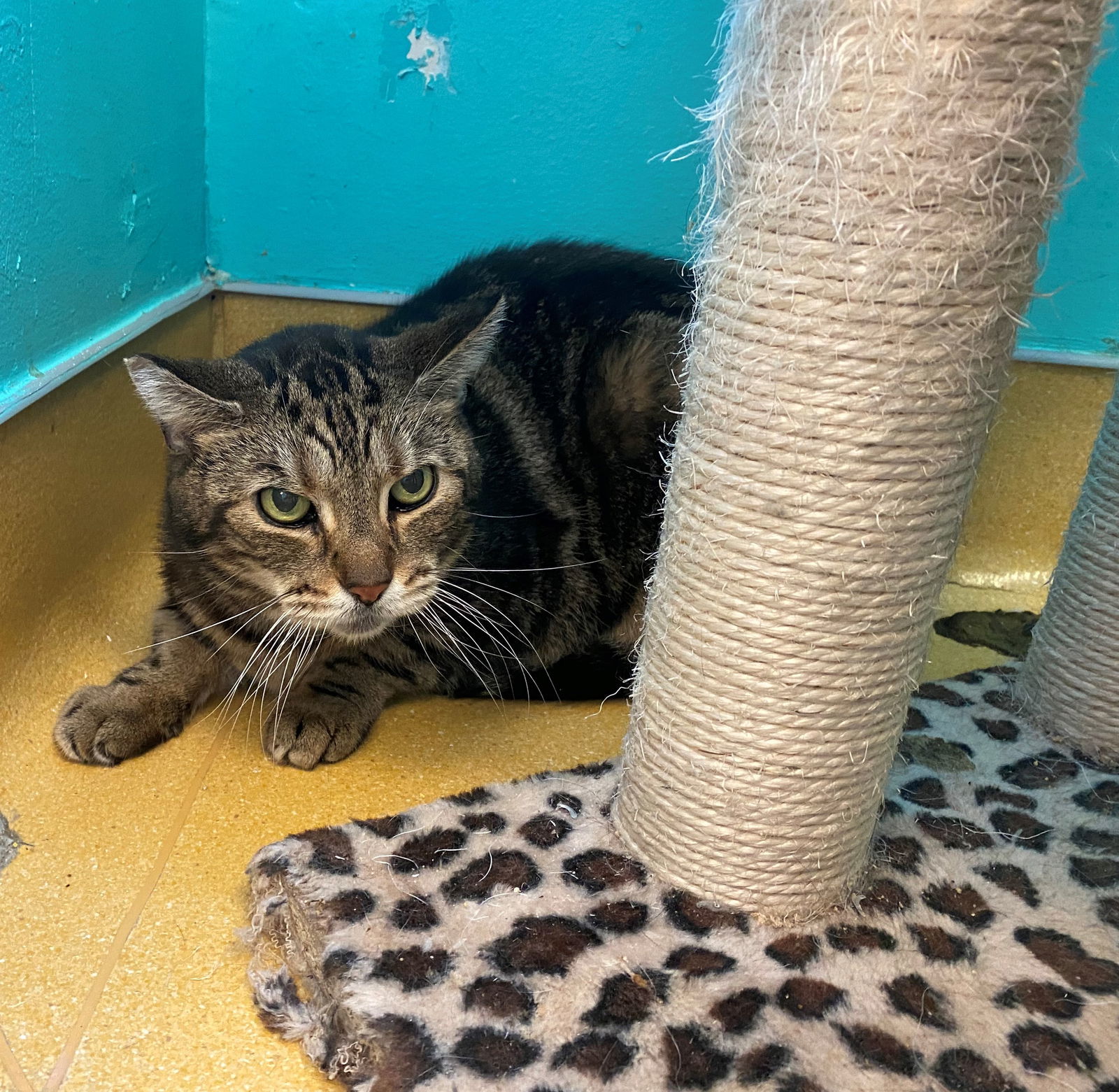 Benjamin - BARN CAT, an adoptable Domestic Short Hair in Hudson, NY, 12534 | Photo Image 1