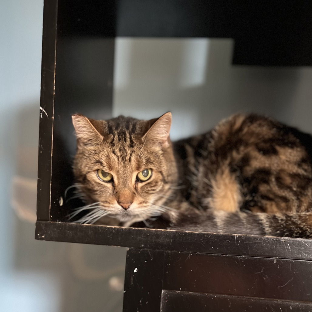 Benjamin, an adoptable Domestic Short Hair in Hudson, NY, 12534 | Photo Image 1