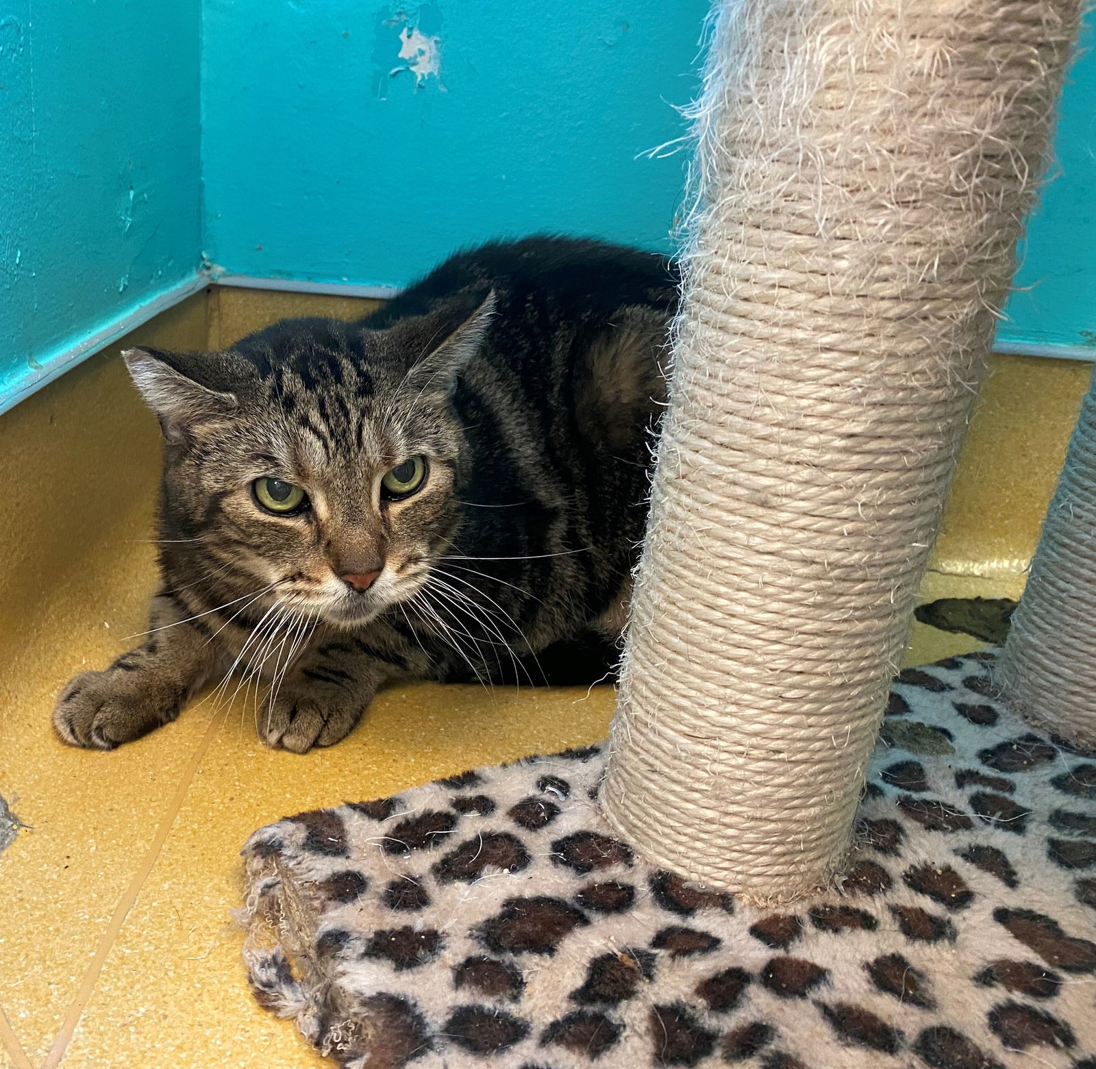 Benjamin, an adoptable Domestic Short Hair in Hudson, NY, 12534 | Photo Image 2