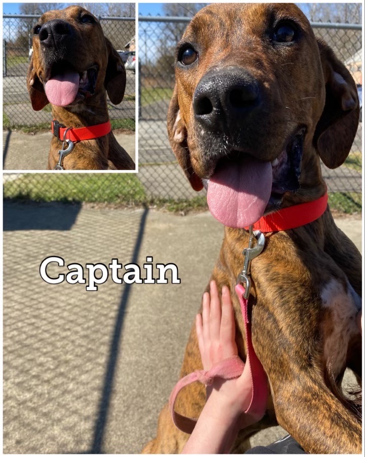 Captain, an adoptable Plott Hound Mix in Waynesburg, PA_image-2