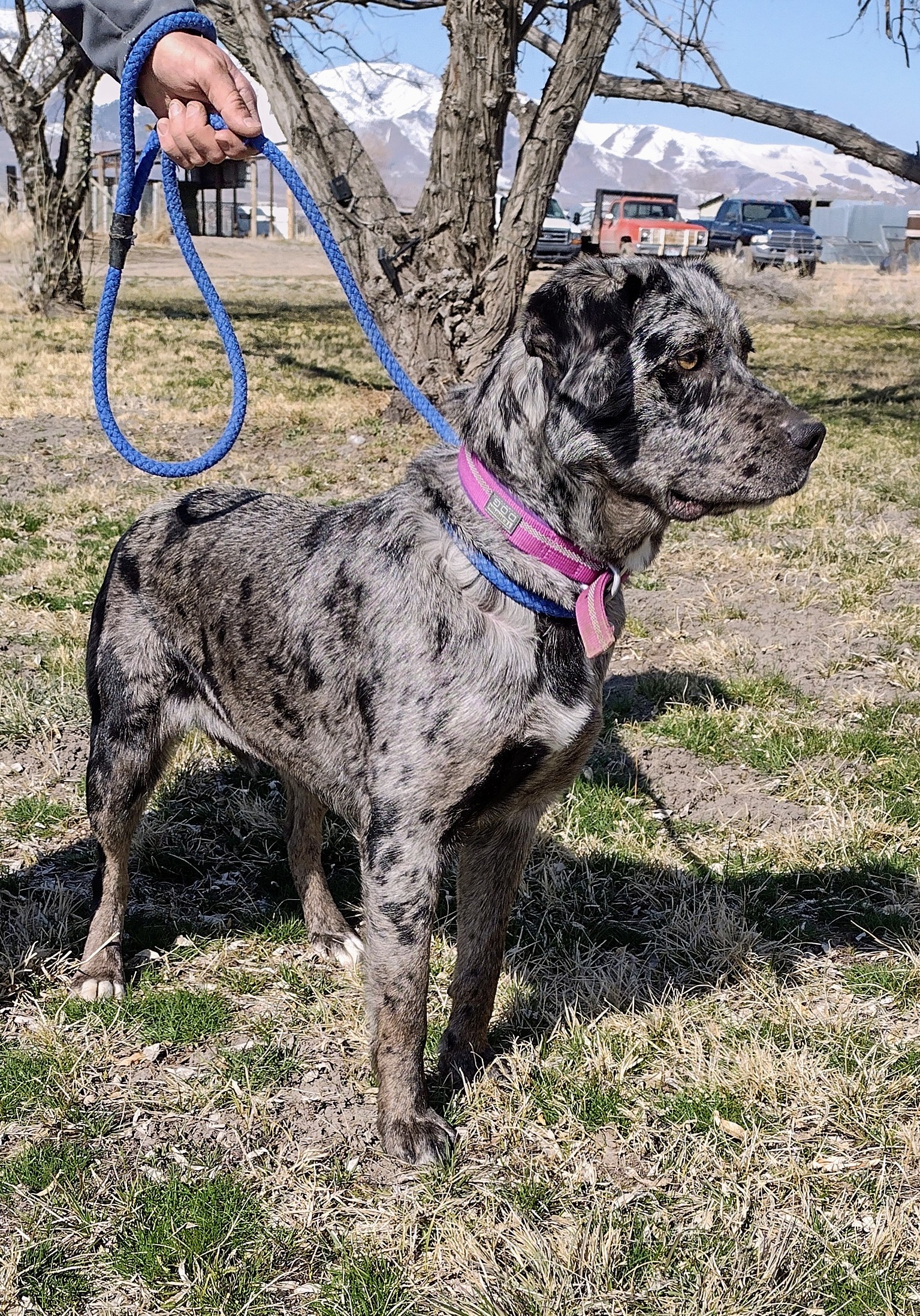 Reva, an adoptable Catahoula Leopard Dog, Labrador Retriever in Grantsville, UT, 84029 | Photo Image 1