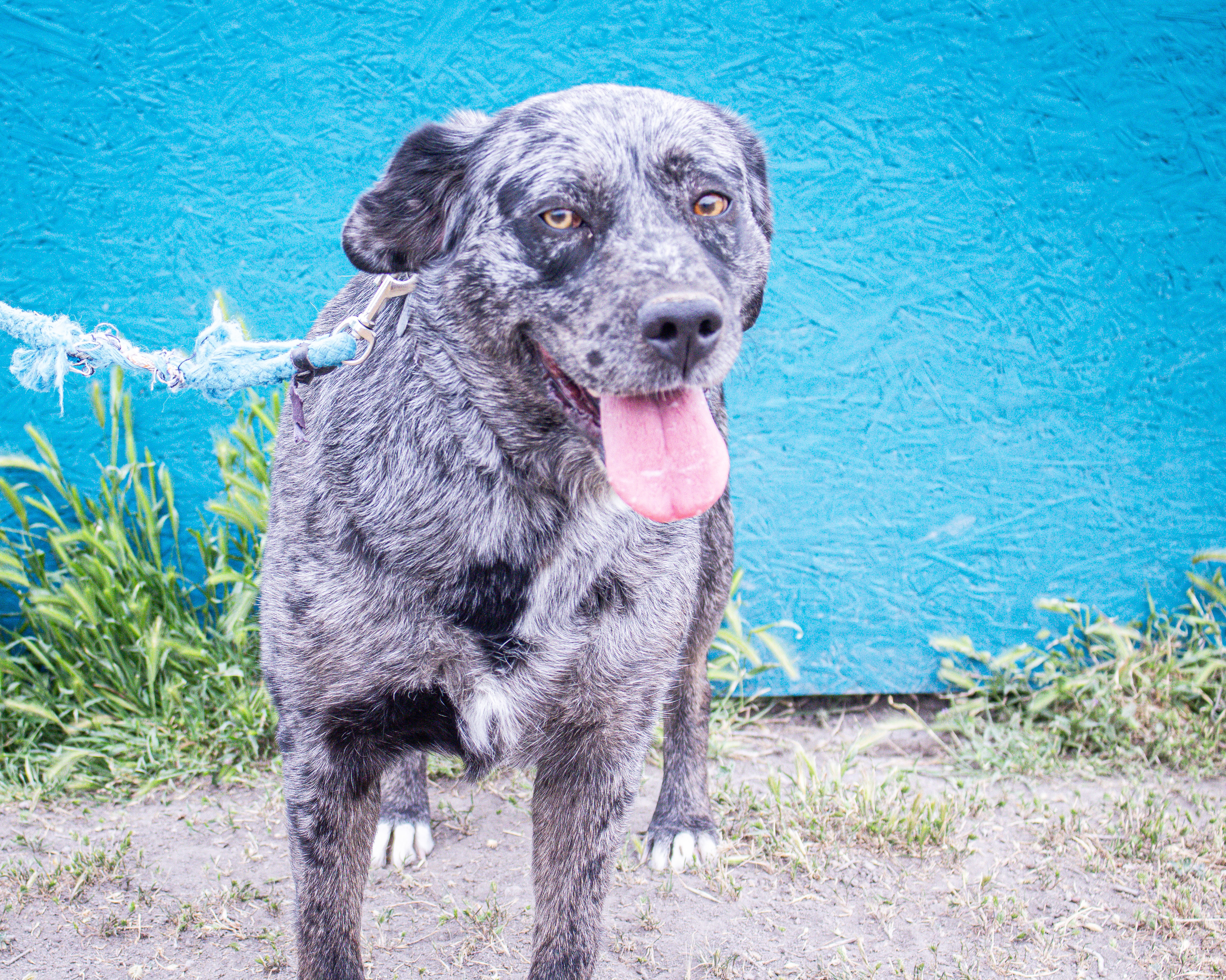 Reva, an adoptable Catahoula Leopard Dog, Labrador Retriever in Grantsville, UT, 84029 | Photo Image 1