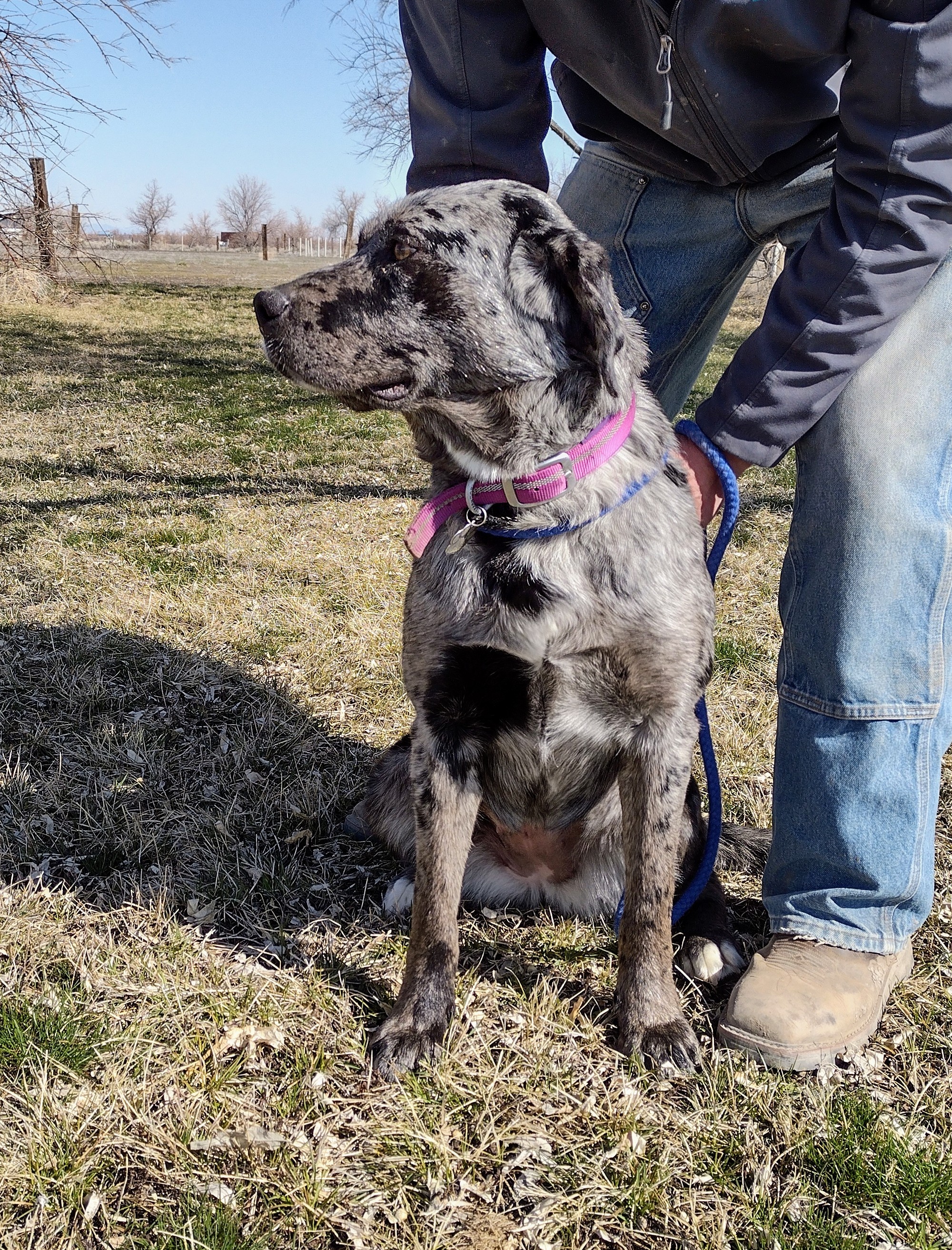 Reva, an adoptable Catahoula Leopard Dog, Labrador Retriever in Grantsville, UT, 84029 | Photo Image 2