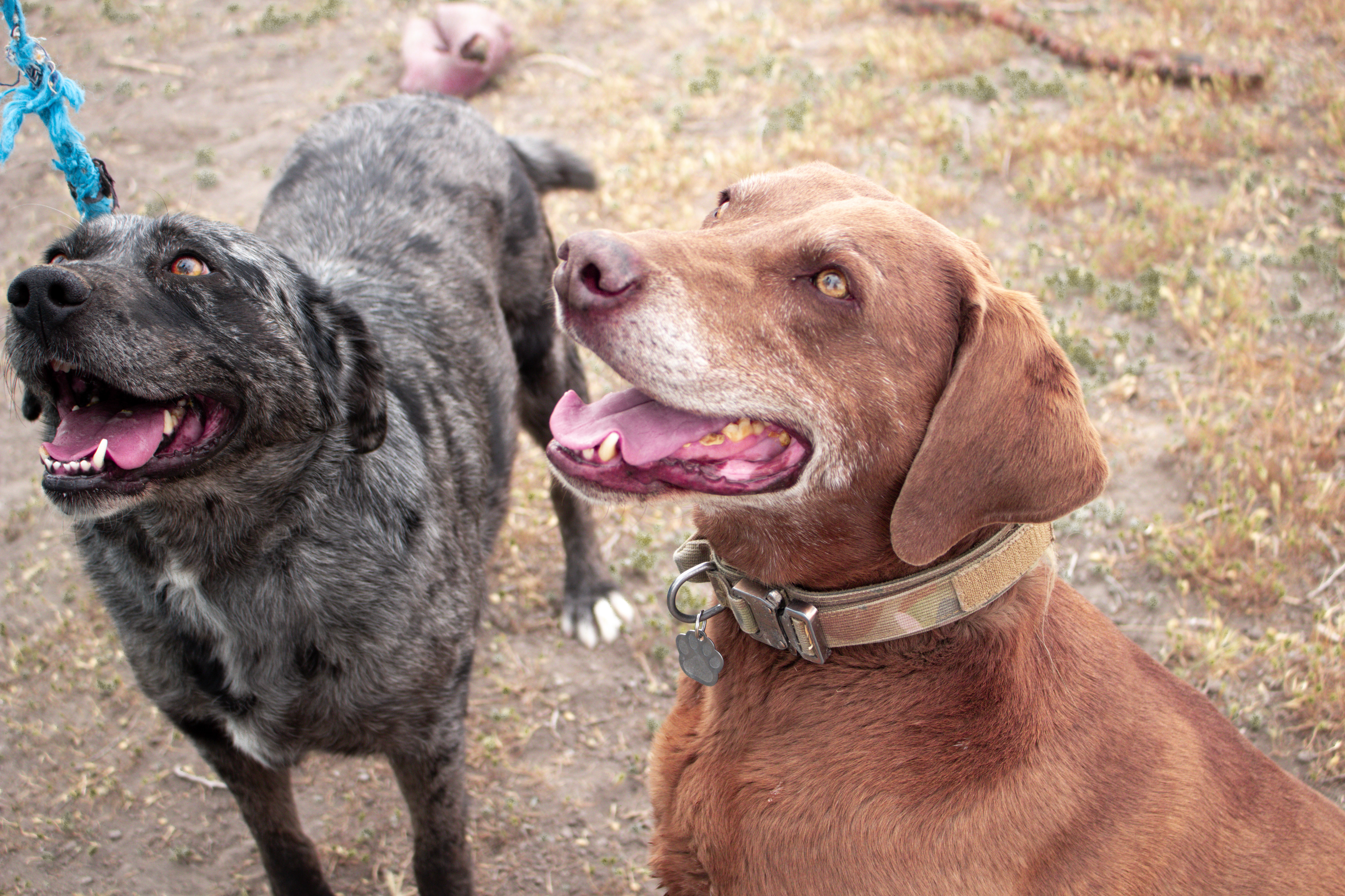 Reva, an adoptable Catahoula Leopard Dog, Labrador Retriever in Grantsville, UT, 84029 | Photo Image 2