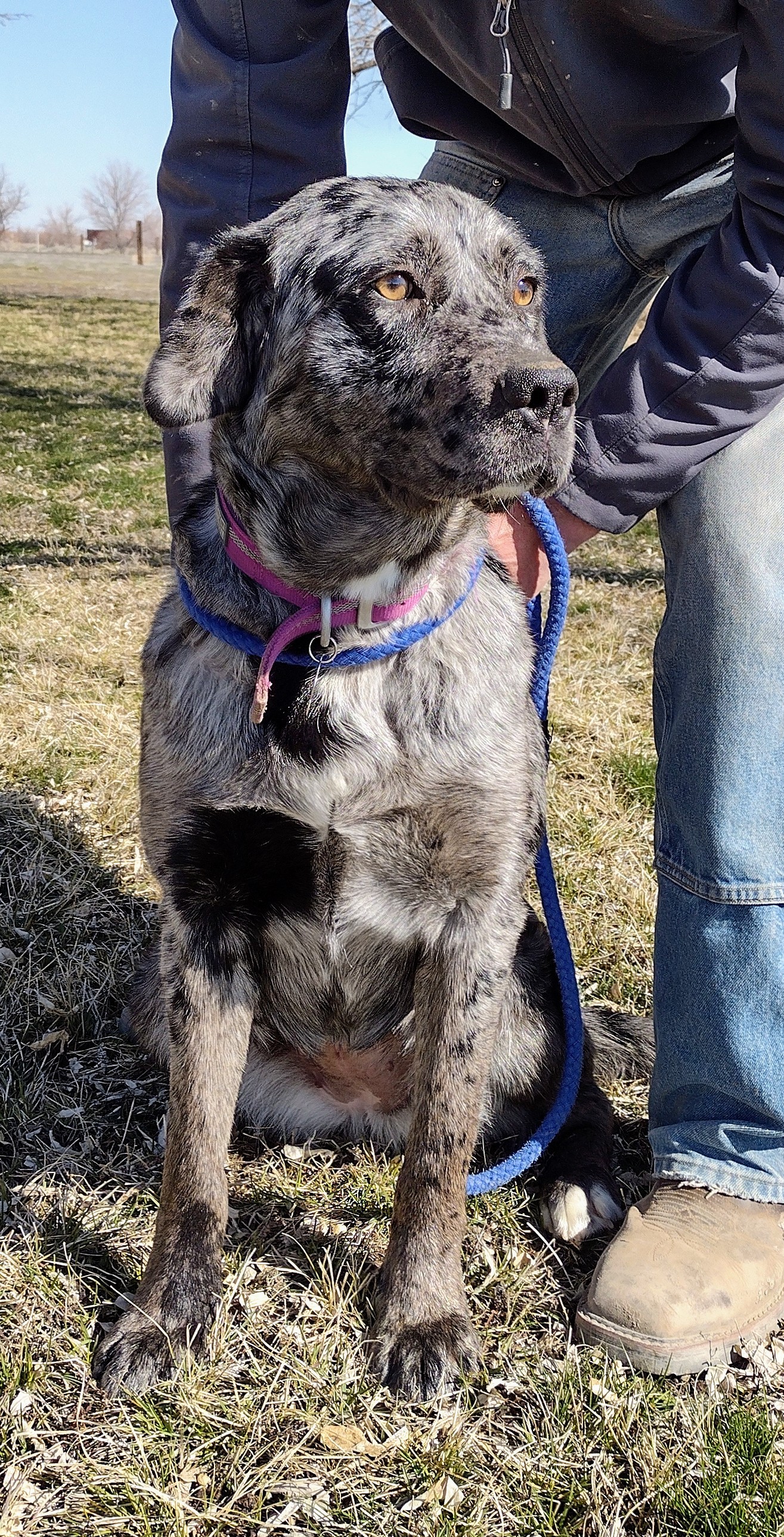 Reva, an adoptable Catahoula Leopard Dog, Labrador Retriever in Grantsville, UT, 84029 | Photo Image 3