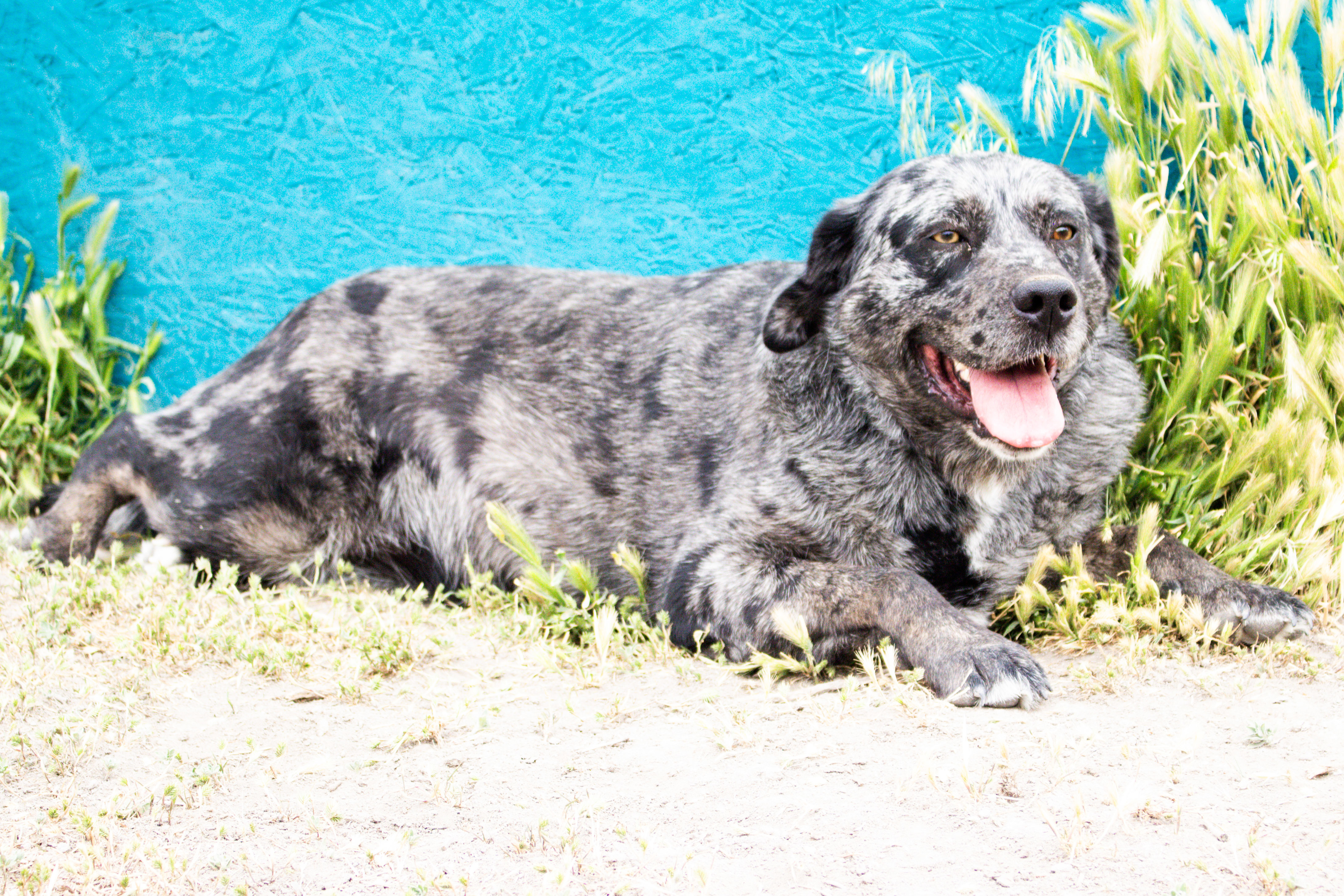 Reva, an adoptable Catahoula Leopard Dog, Labrador Retriever in Grantsville, UT, 84029 | Photo Image 3
