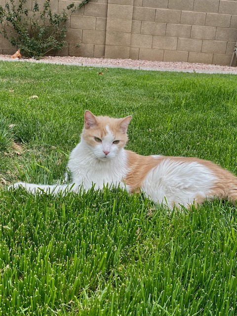 Saffron, an adoptable Domestic Short Hair in Chandler, AZ, 85244 | Photo Image 2