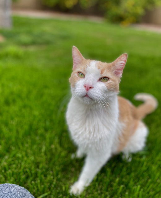 Saffron, an adoptable Domestic Short Hair in Chandler, AZ, 85244 | Photo Image 3