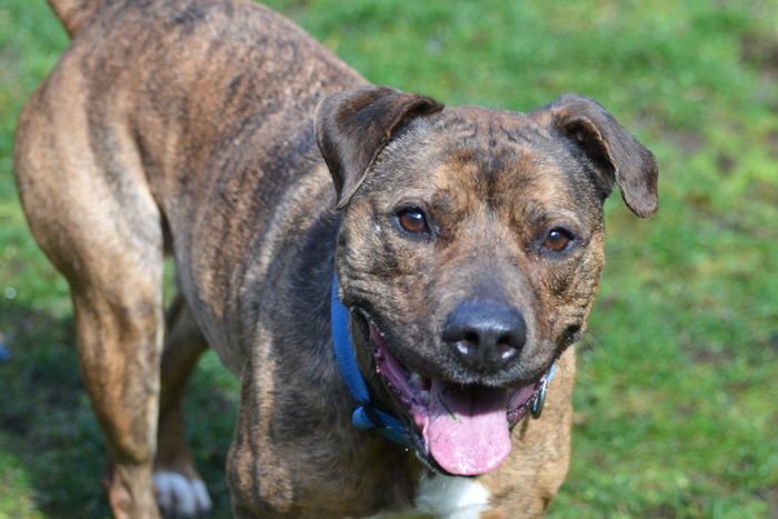 Kona, an adoptable Pit Bull Terrier in Coupeville, WA, 98239 | Photo Image 1