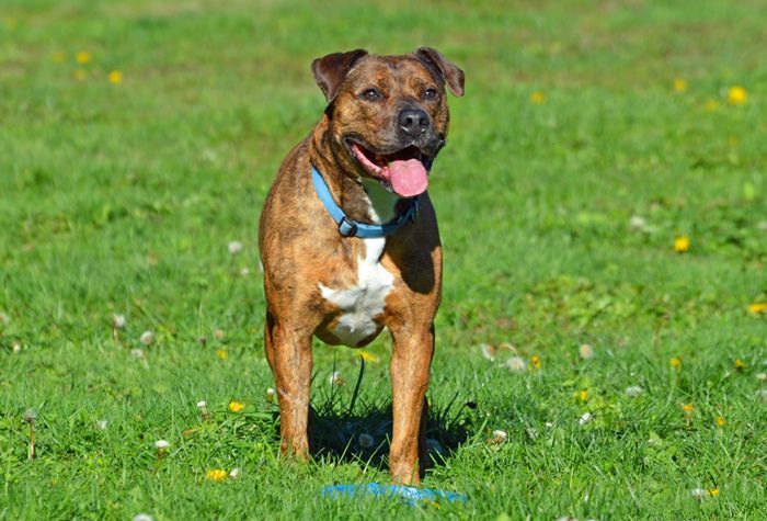 Kona, an adoptable Pit Bull Terrier in Coupeville, WA, 98239 | Photo Image 2