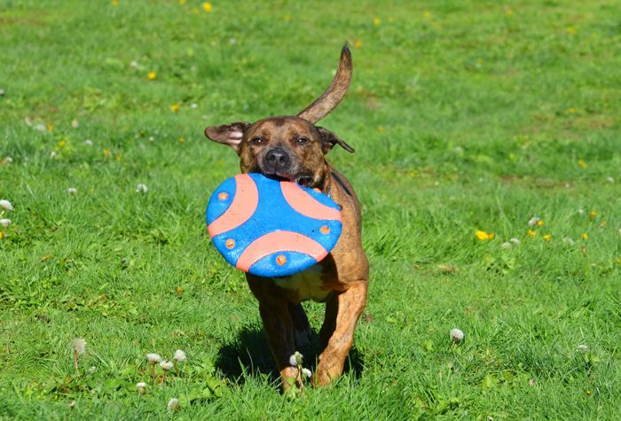 Kona, an adoptable Pit Bull Terrier in Coupeville, WA, 98239 | Photo Image 3