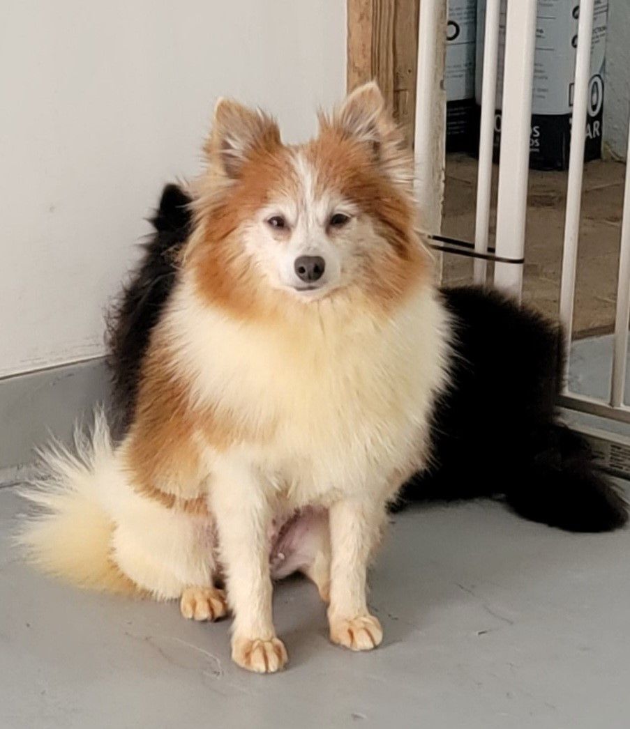 Paisley, an adoptable Pomeranian in kansas city, MO, 64114 | Photo Image 1