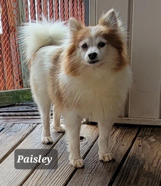Paisley, an adoptable Pomeranian in kansas city, MO, 64114 | Photo Image 2