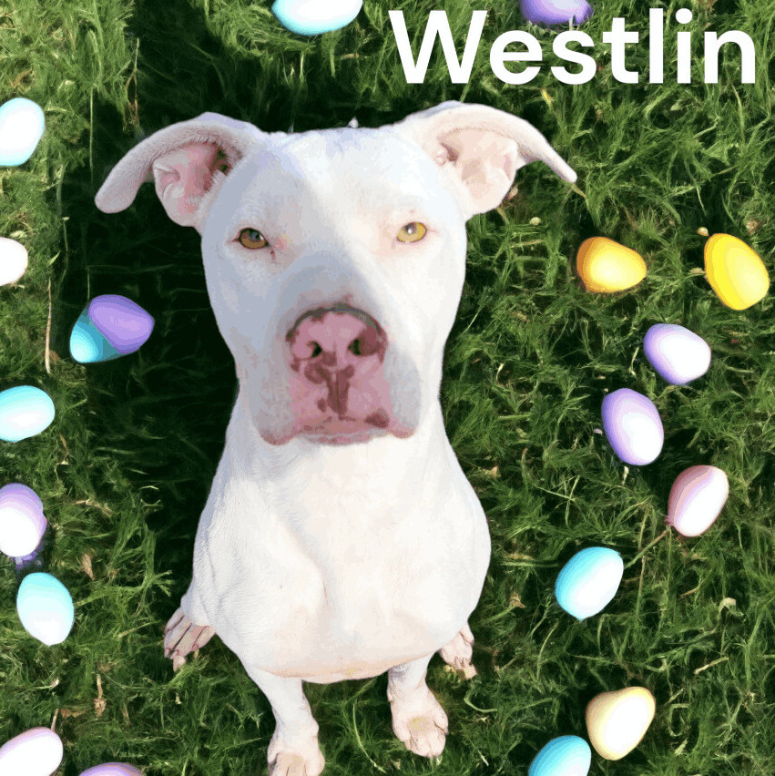Westlin, an adoptable Pit Bull Terrier in Madras, OR, 97741 | Photo Image 2