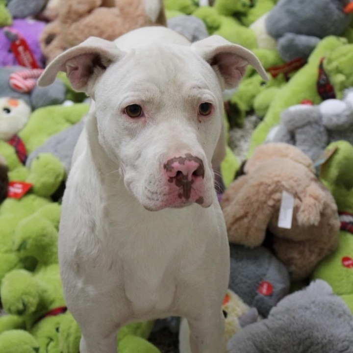Westlin, an adoptable Pit Bull Terrier Mix in Madras, OR_image-2