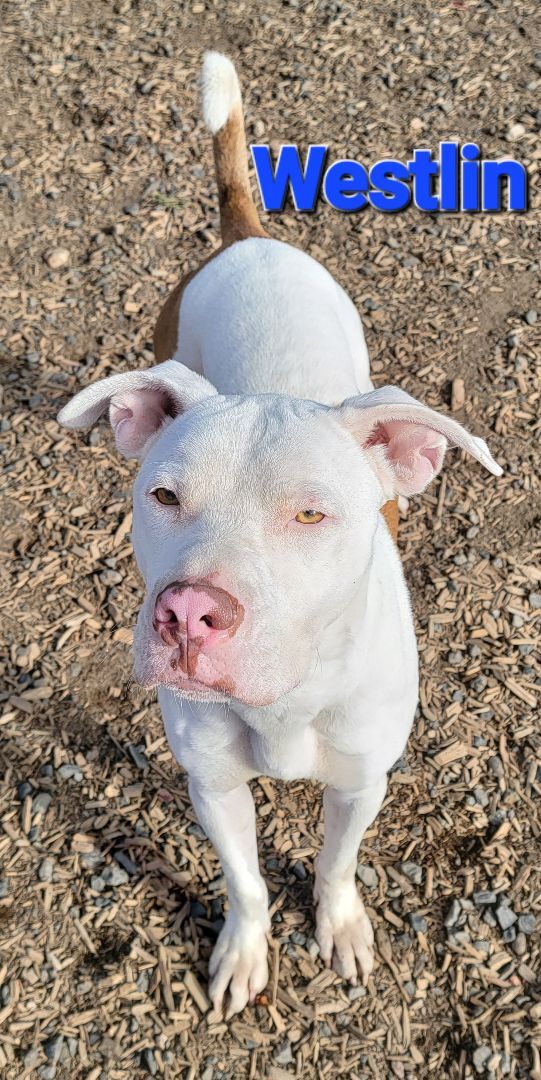 Westlin, an adoptable Pit Bull Terrier in Madras, OR, 97741 | Photo Image 5