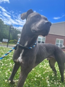 Spirit, an adoptable Labrador Retriever in Little Rock, AR, 72210 | Photo Image 1