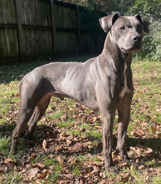 Spirit, an adoptable Labrador Retriever in Little Rock, AR, 72210 | Photo Image 1