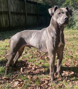 Spirit, Adult Male Labrador Retriever
