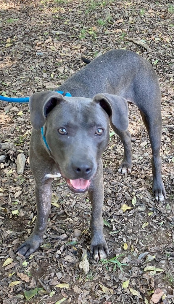 Spirit, an adoptable Labrador Retriever in Little Rock, AR, 72210 | Photo Image 2