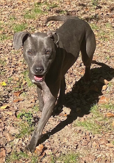 Spirit, an adoptable Labrador Retriever in Little Rock, AR, 72210 | Photo Image 2