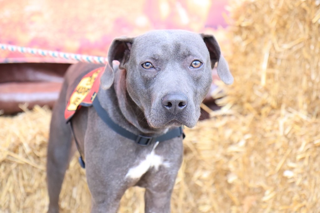 Spirit, an adoptable Labrador Retriever in Little Rock, AR, 72210 | Photo Image 3