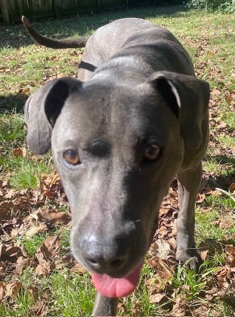 Spirit, an adoptable Labrador Retriever in Little Rock, AR, 72210 | Photo Image 4