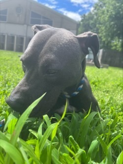 Spirit, an adoptable Labrador Retriever in Little Rock, AR, 72210 | Photo Image 4