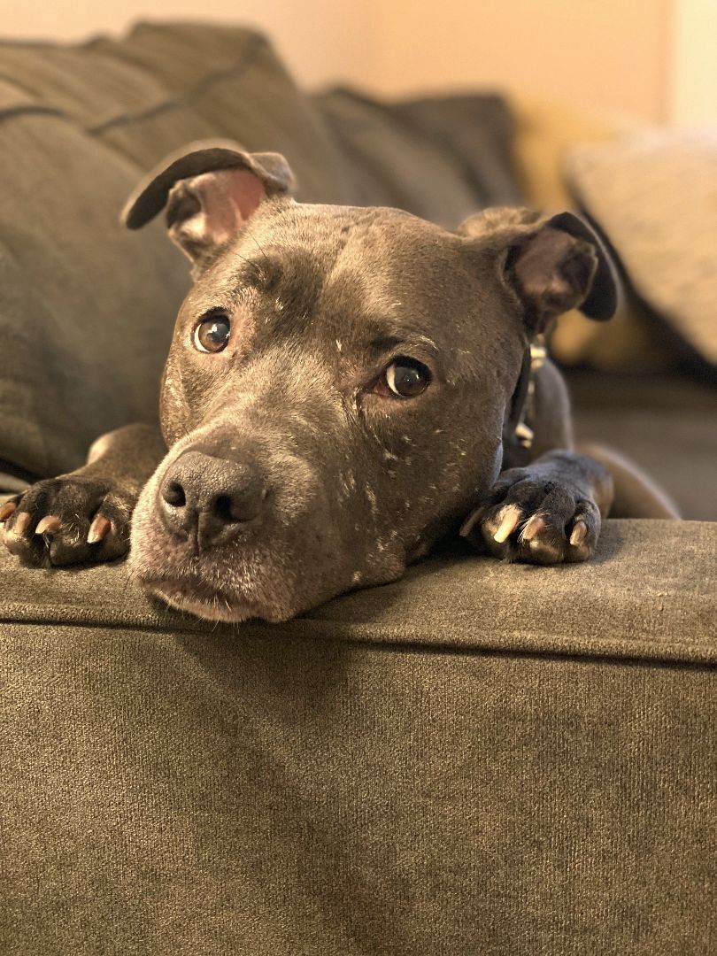 Violet (cuddlebug!), an adoptable American Staffordshire Terrier in Ithaca, NY, 14817 | Photo Image 1