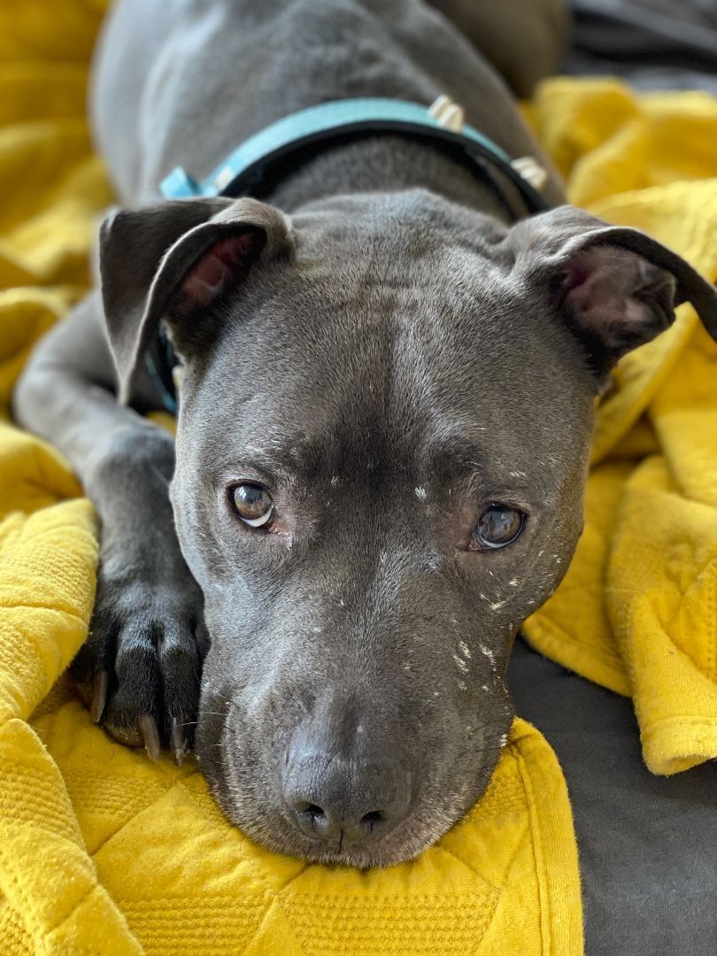 Violet (cuddlebug!), an adoptable American Staffordshire Terrier in Ithaca, NY, 14817 | Photo Image 2