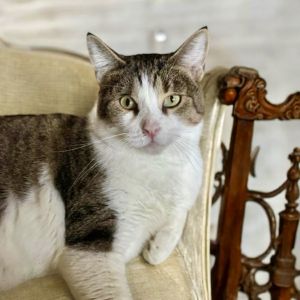 Chocolate, Senior Male unknown
