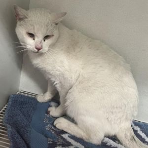 Quentin, Adult Male unknown