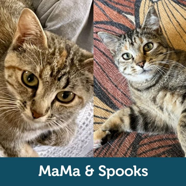 MaMa & Spooks (Bonded Pair), an adoptable Domestic Short Hair Mix in Minneapolis, MN_image-1