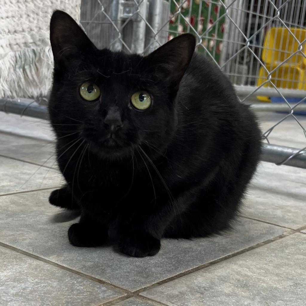 Watermelon, an adoptable Domestic Short Hair in East Smithfield , PA, 18817 | Photo Image 3