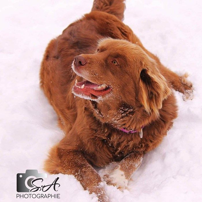 Chocolate lab and golden best sale retriever mix