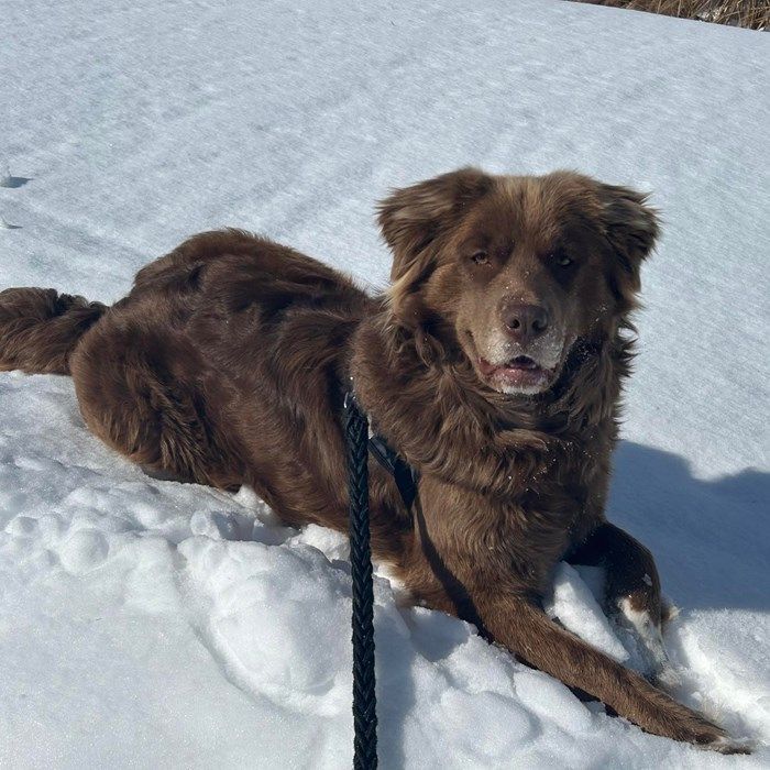 Lab mixed with cheap bernese mountain dog