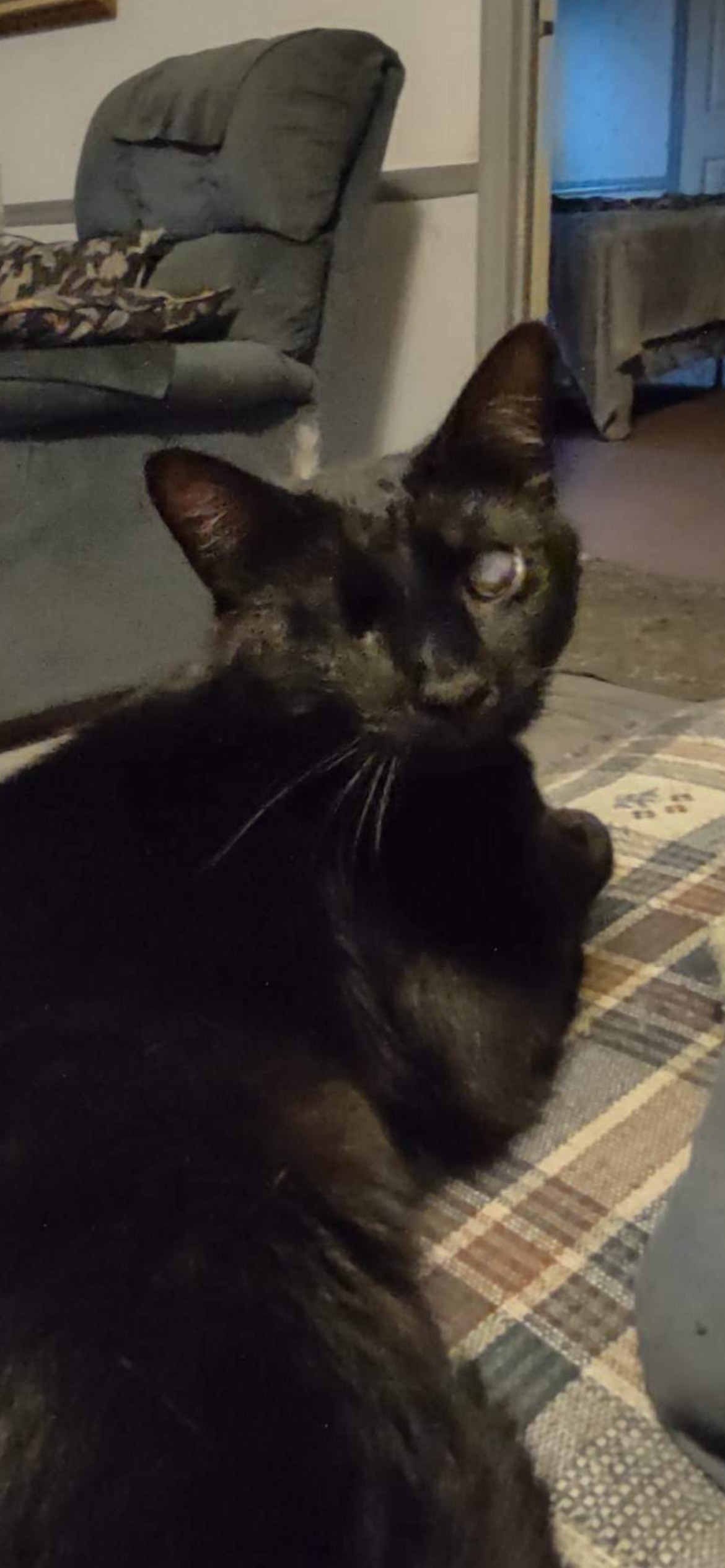 Josie Cat: Not at the Shelter: Sponsored, an adoptable Domestic Short Hair in Rustburg, VA, 24588 | Photo Image 1